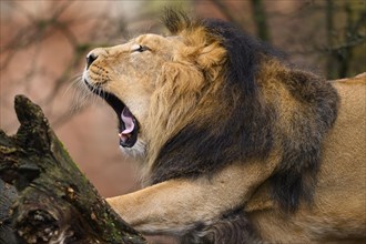 Asiatic lion (Panthera leo persica) male, Close-up while yawning, captive, habitat in India