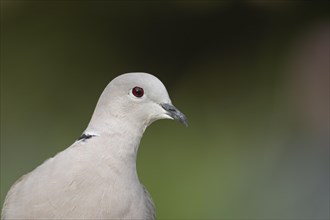 Eurasian collard dove (Streptopelia decaocto) adult bird head portrait, England, United Kingdom,
