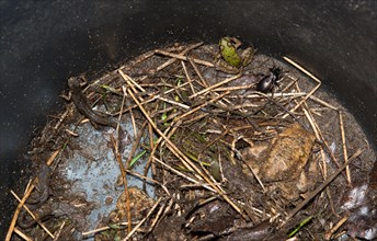 Common toads (Bufo Bufo), green frog (Pelophylax), also water frog, rain beetle (Carabus