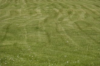 Mown meadow, spring, Germany, Europe