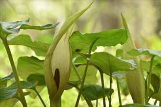 Leaves and flowers of the common arum (Arum maculatum) in the forest of the Hunsrueck-Hochwald