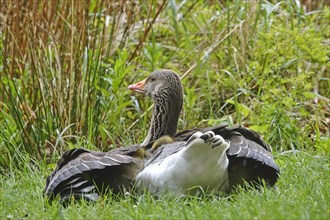 Greylag goose chicks, spring, Germany, Europe