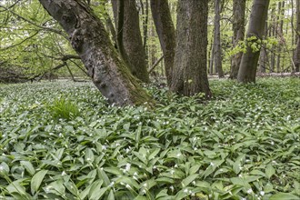 Ramson (Allium ursinum) and fresh leaves of common beeches (Fagus sylvatica) in Hainich, Thuringia,