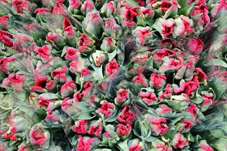 Wrapped red Tulips (Tulipa) in large quantity at a flower market, flower sale, central station,
