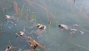Common frog (Rana temporaria), amphibian of the year 2018, several frogs swimming in a pond with