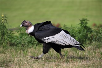 Andean condor (Vultur gryphus), adult, running, captive, South America