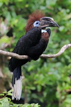 Black-casqued hornbill (Ceratogymna atrata), adult, female, perch, captive, South America
