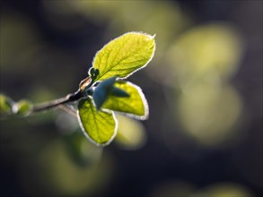 Spring, leaves on a branch in the forest, backlit photograph, Leoben, Styria, Austria, Europe