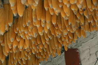 Drying ears of corn hanging in a cluster against a wall
