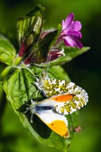 Pair of Orange-tip, Orange Tip, Anthocharis cardamines, butterflies during copulation