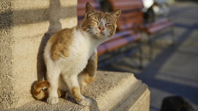 Relaxed orange and white cat leaning against a sunlit wall, Lindos, Rhodes, Dodecanese, Greek