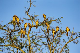 Guiaracuckoo (Guiuara guiara) Pantanal Brazil