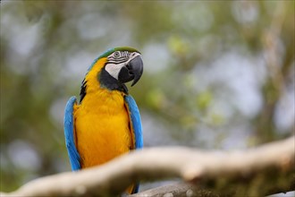 Blue and yellow macaw (Ara ararauna), animal portrait, captive, occurrence South America, Hesse,