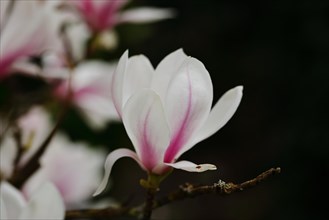 Chinese magnolia (Magnolia x soulangeana), flowers, North Rhine-Westphalia, Germany, Europe