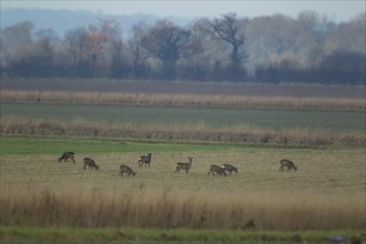 Roe deer (Capreolus capreolus) eight adult animals on farmland, Suffolk, England, United Kingdom,