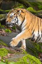 Siberian tiger or Amur tiger (Panthera tigris altaica) sneaking through the forest, captive,
