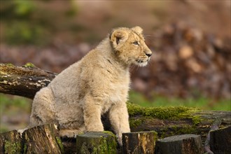 Asiatic lion (Panthera leo persica) cub sitting, captive, habitat in India