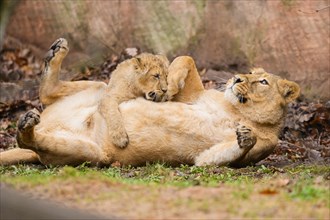 Asiatic lion (Panthera leo persica) lioness playing with her cub, captive, habitat in India