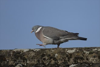 Wood pigeon (Columba palumbus) adult bird walking on a roof top, England, United Kingdom, Europe