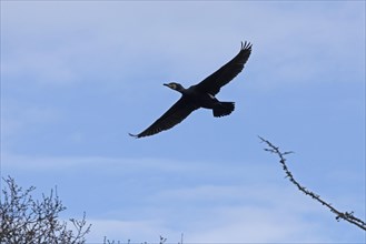 Cormorant in flight (Phalacrocorax carbo), Geltinger Birch, Goldhoeft, Nieby, Schlei,