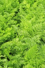 View of green leaves of carrots