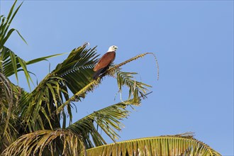 Brahminy kite (Haliastur indus) or Brahminy kite on a Palm tree, Backwaters, Kumarakom, Kerala,