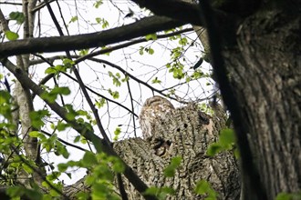 Tawny owl, spring, Germany, Europe
