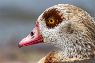 Egyptian geese (Alopochen aegyptiaca), head, portrait, on the banks of the Main, Offenbach am Main,