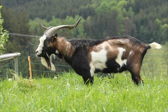 Domestic goat (Capra aegagrus hircus) 3, 5 year old buck, highly endangered species, Allgaeu,