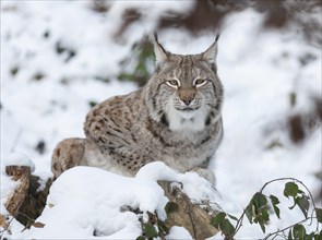 Eurasian Lynx (Lynx lynx) sitting on a tree trunk in the snow and looking attentively, captive,