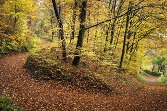 A forest path in a mixed forest with many deciduous trees, including many Beech trees, in autumn.