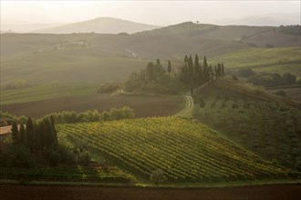 Warm light over a vineyard in Tuscany with a house surrounded by cypress trees, Italy, Tuscany,