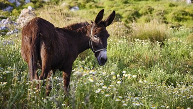 A donkey stands on a green meadow surrounded by flowers, Lindos, Rhodes, Dodecanese, Greek Islands,