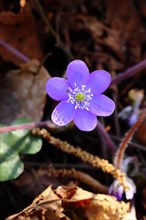 Liverwort (Hepatica nobilis), blue flowers in a forest, close-up, North Rhine-Westphalia, Germany,
