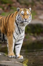 Siberian tiger or Amur tiger (Panthera tigris altaica) standing at the shore of a lake, captive,