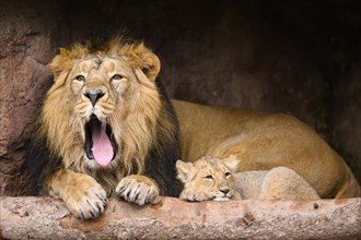 Asiatic lion (Panthera leo persica) yawning male cuddeling with a cute cub, captive, habitat in