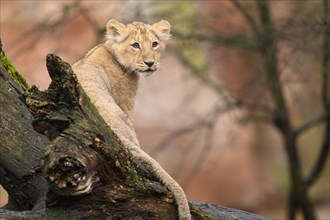 Asiatic lion (Panthera leo persica) cub sitting on a tree trunk, captive, habitat in India