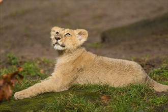 Asiatic lion (Panthera leo persica) cub lying in the green grass, captive, habitat in India