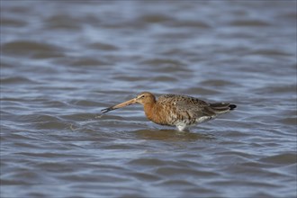 Black tailed godwit (Limosa limosa) adult male bird in summer plumage feeding in a lagoon, England,