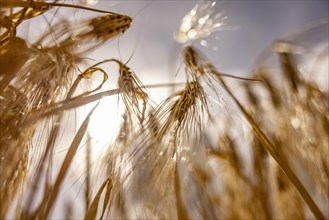 Backlit photograph of ears of barley in a cornfield with a low sun in the background, Cologne,