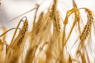 Blurred photograph of waving barley ears in the field, Cologne, North Rhine-Westphalia, Germany,