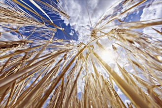 Frog's-eye view through a cornfield with Barley in front of a bright sky with clouds, Cologne,