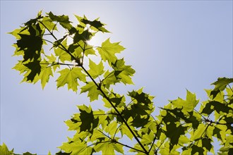 Backlit and silhouetted Acer, Maple tree leaves against a blue sky background in spring, Montreal,