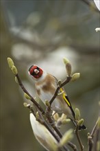 European goldfinch (Carduelis carduelis) adult bird singing on a garden Magnolia tree branch in