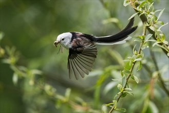 A Long-tailed tit (Aegithalos caudatus) in flight with an Insect in its beak between green leaves,