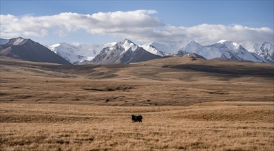 Glaciated and snow-covered mountains, yak in autumnal mountain landscape with yellow grass, Tian