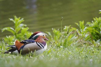 Male Mandarin duck, spring, Germany, Europe