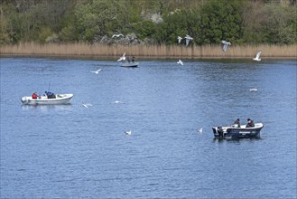 Seagulls, boats, people, herring fishing, near Kappeln, Schlei, Schleswig-Holstein, Germany, Europe
