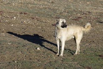 Anatolian Shepherd dog, Dogubayazit, Turkey, Asia