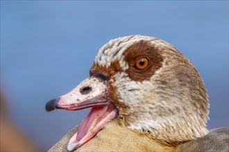 Egyptian goose, egyptian geese (Alopochen aegyptiaca) with open beak, head, portrait, on the banks